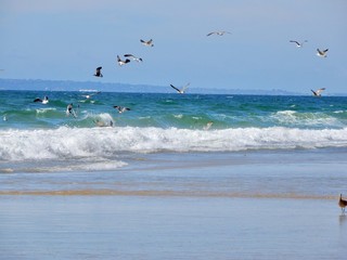 Cielo y aves