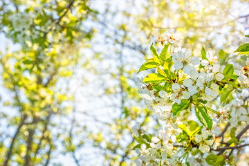 Flowering pear tree branch on a spring blurred garden background