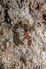Red wood ant
