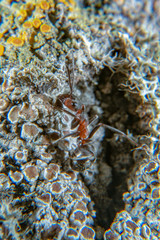 Red wood ant