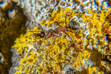 Red wood ant