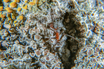 Red wood ant
