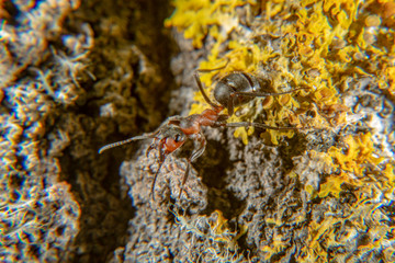 Red wood ant