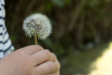 Child with dandelion in hand
