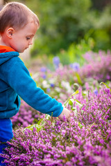 Little boy picking up purple Loosestrife flowers