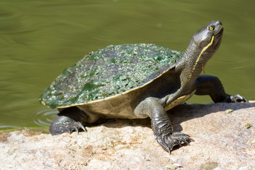 turtle on rock