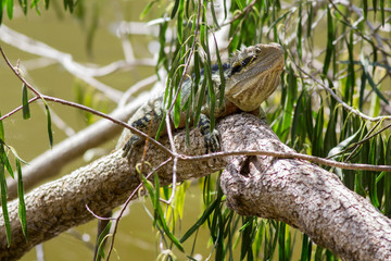waterdragon on a branch