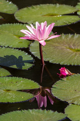 Pink water lily in a pond with reflection
