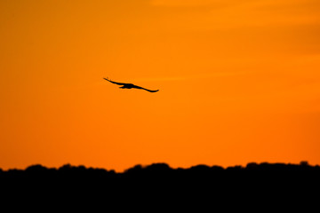 Fototapeta na wymiar Marsh harrier in flight on a sunset.