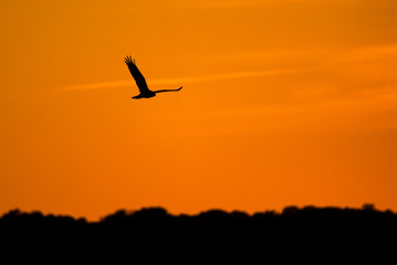 Fototapeta na wymiar Marsh harrier in flight on a sunset.