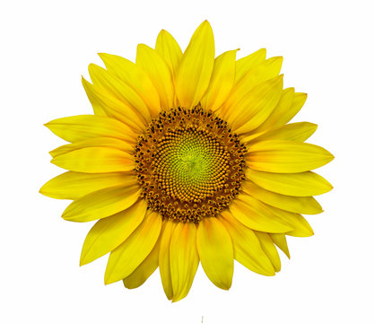 Closeup of a sunflower in high resolution or high definition image isolated in white background