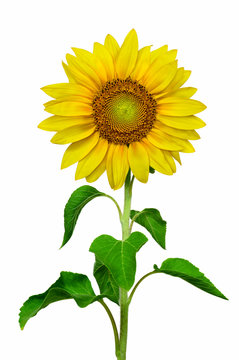 Sunflower in high resolution image isolated in white background