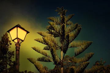 Rolgordijnen Pine and Street Lamp at Night © vali_111