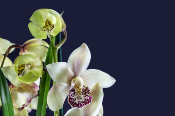 Cymbidium orchid isolated on dark background. Hybrid exotic Asian garden flower, tropical orchid in full bloom.