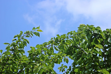 Fototapeta na wymiar 바람에 흔들리는 나무잎