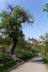 Obraz premium Spring Prague City with gothic Castle and the green Nature and flowering Trees from the Hill Petrin, Czech Republic