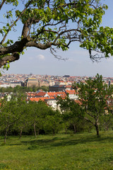 Spring Prague City with National Theater and green Nature with flowering Trees from the Hill Petrin, Czech Republic