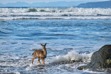 Wild deer on the beach playing in waves. Pacific coast. Olympic peninsula. Olympic National Park. Washington. United States of America