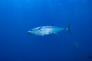 Dogtooth Tuna Gymnosarda unicolor