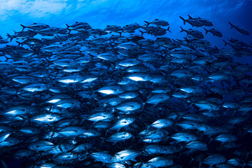 Bigeye Trevally Caranx sexfasciatus