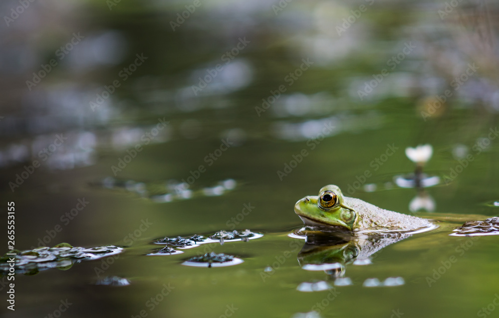 Wall mural little frog climbing on the water