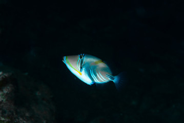 Picasso Triggerfish Rhinecanthus aculeatus