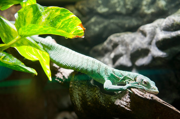 Emerald Tree Monitor (Varanus prasinus) in Oslo Reptile Park, Norway