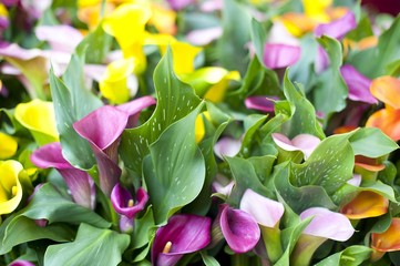 Colorful spring tulips and flowers at Keukenhof Gardens Netherlands 
