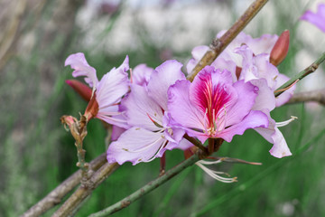 pink flower trees