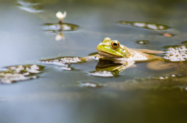 little frog in the water with a small flower