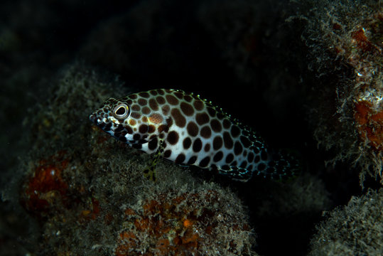 Honeycomb Rock Cod Epinephelus Merra