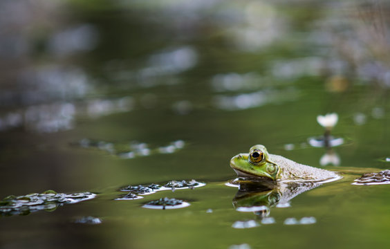 little frog climbing on the water