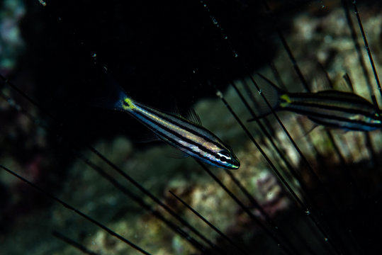 Five-line Cardinalfish Cheilodipterus quinquelineatus