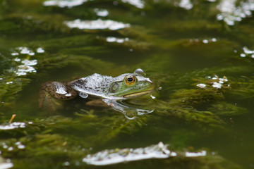 little frog climbing on the water