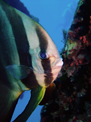 Orbicular spadefish (platax orbicularis). Taken in Red Sea, Egypt.