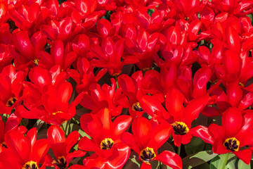 Close up top view group of beautiful red petals and yellow pollen of blooming Darwin hybrid tulips.