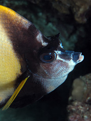 Red Sea Bannerfish (Heniochus intermedius)