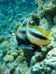 Red Sea Bannerfish (Heniochus intermedius)