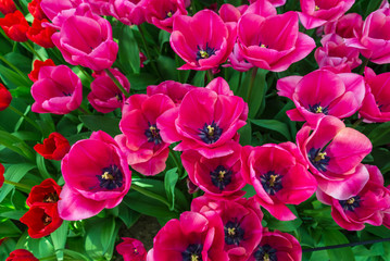 Top and close up view group of dark pink-red blooming tulips.