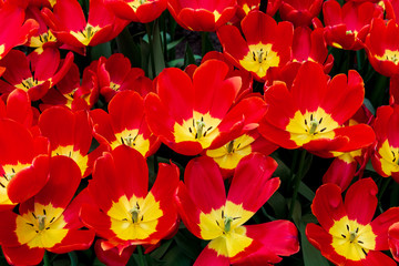 Obraz na płótnie Canvas Close up top view group of beautiful red petals and yellow pollen of blooming Darwin hybrid tulips.