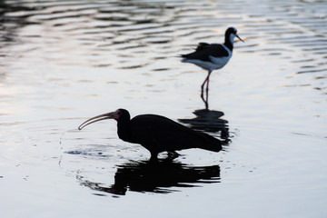 Black bird on a surface of reflexive water.