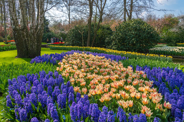 Outdoor sunny view of colourful picturesque blue blooming Hyacinths and yellow-orange tulips garden and background of visitors and natural spring atmosphere at Keukenhof Gardens in Lisse, Netherlands.