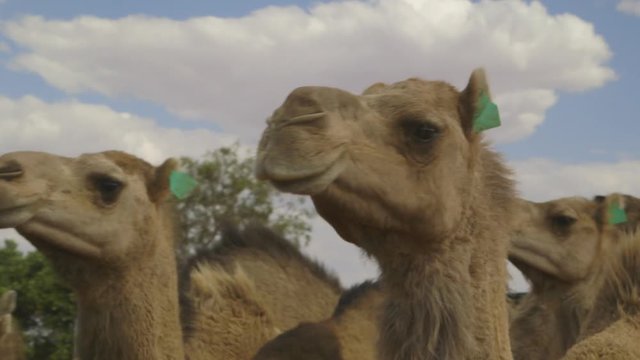 High-angle panning shot of  hungry looking camels with green tags on one of their ears, starring and moving at a fenced farm, Northern Territory