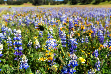 Fototapeta premium Field of Flowers at Carrizo Plain