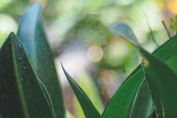 leaves of a tree