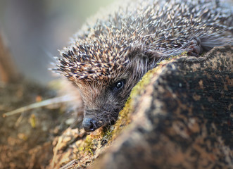 Forest hedgehog