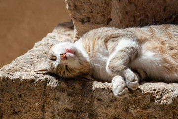 Cute and Adorable Street Cat is sitting on a brick wall during a sunny day. Taken in Old Port of Jaffa, Tel Aviv, Israel.