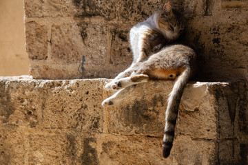 Cute and Adorable Street Cat is sitting on a brick wall during a sunny day. Taken in Old Port of Jaffa, Tel Aviv, Israel.