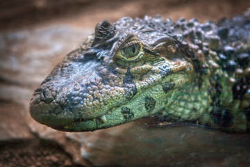 close up portrait of Nile crocodile