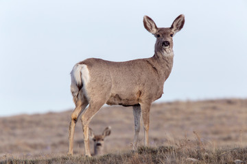 Deer on Ridge